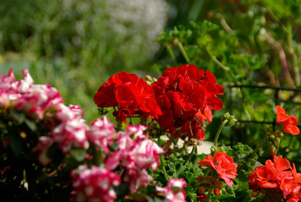 jardinsfleuris