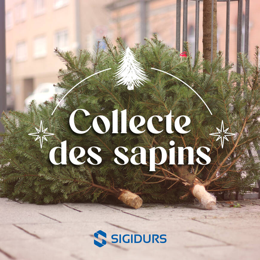 plusieurs sapins de Noël coupés sont posés sur un trottoir, près d’une grille. Le texte « Collecte des sapins » est écrit en blanc par-dessus, avec un pictogramme de sapin. En bas, apparaît le logo SIGIDURS.